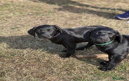 Labrador Retriever dogs for sale: 🐾Ready Now🐾Black Male FTCH Pedigree Forward Pups - Image 7