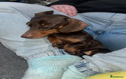 Miniature Dachshund dogs for sale:  ***SOLD*** Minitute datchund  - Image 5