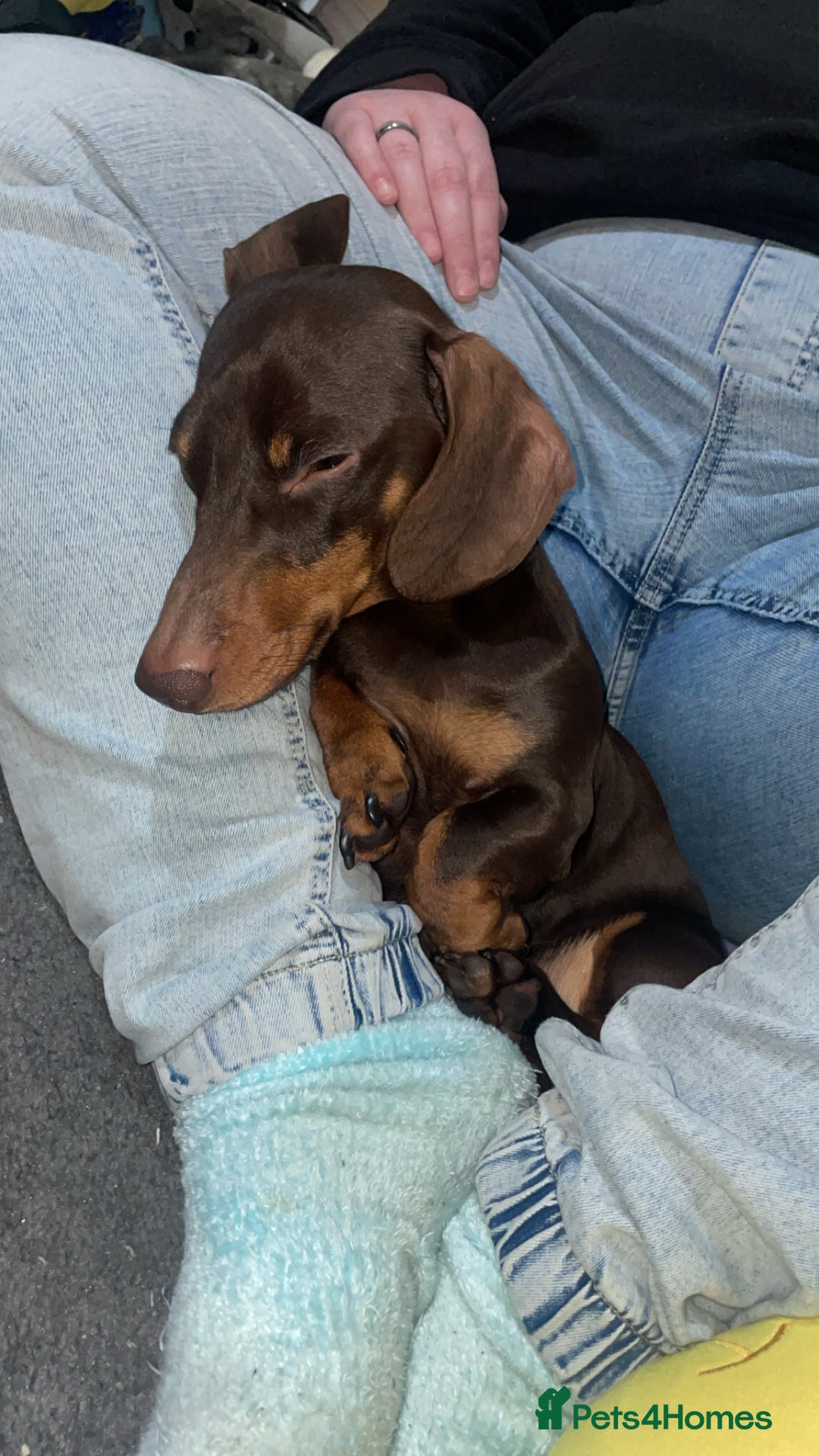 Miniature Dachshund dogs for sale:  ***SOLD*** Minitute datchund  - Image 5