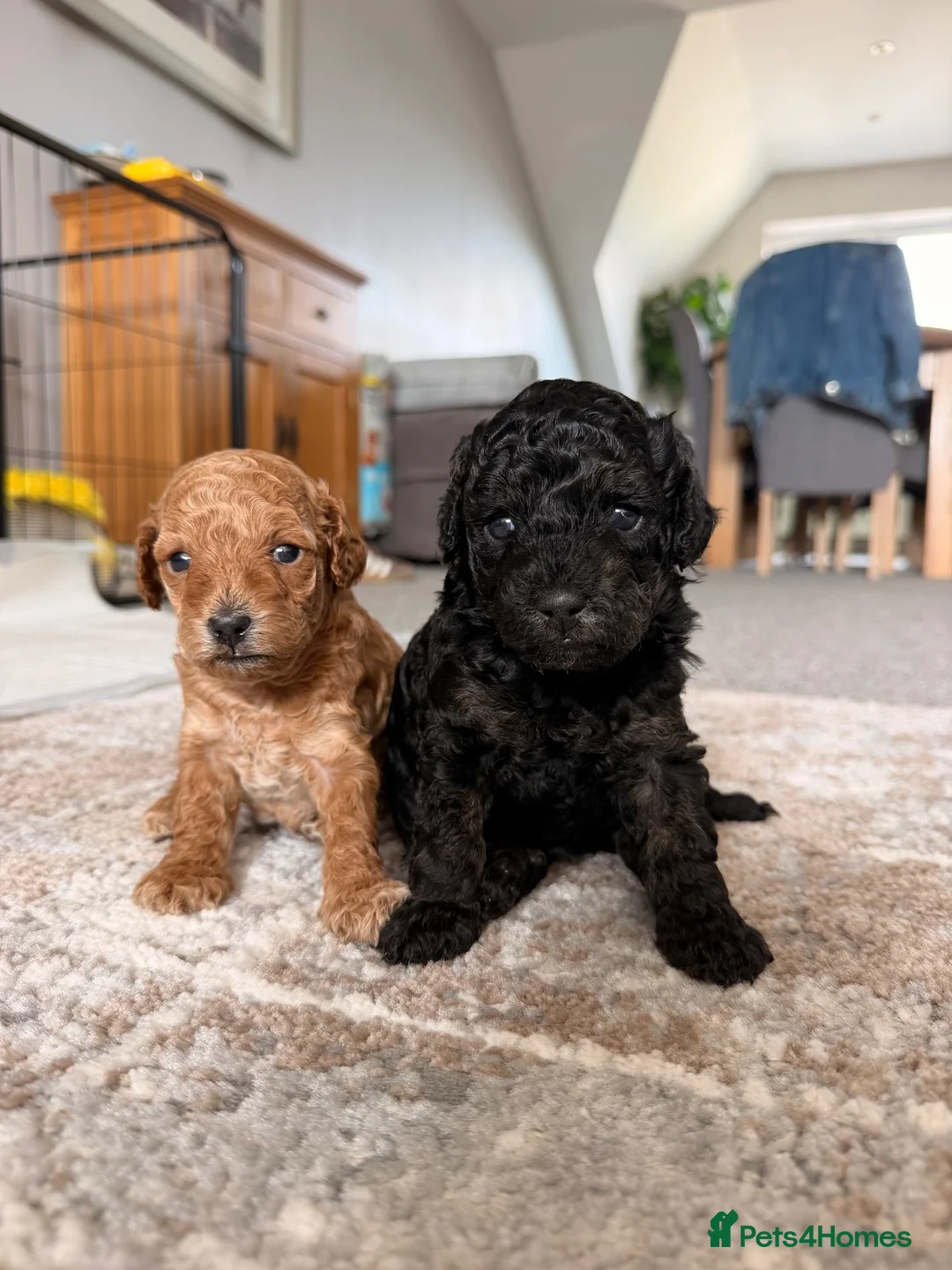 Cavapoo dogs for sale: Male F1b Cavapoo - Advert 1