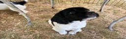 English Springer Spaniel dogs for sale: KC Registered Black & White ESS Puppies in Ludlow - Advert 6