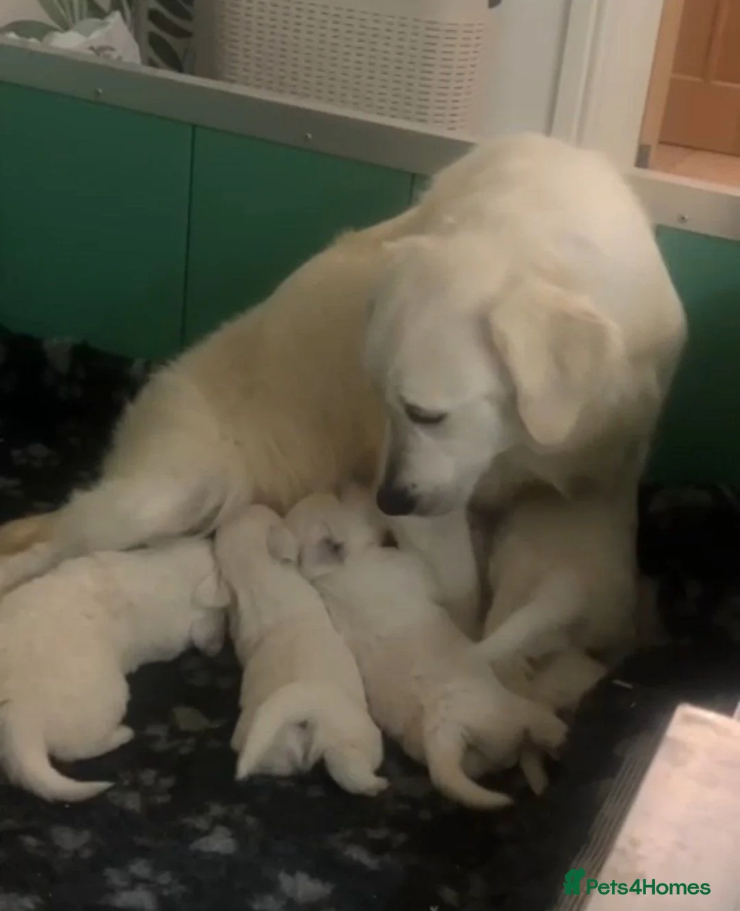 Golden Retriever dogs for sale: Health tested English  Golden Retrievers  in London - Advert 2