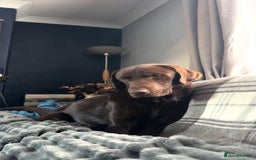 Labrador Retriever dogs for sale: Beautiful 2 year old Chocolate Lab - Image 2