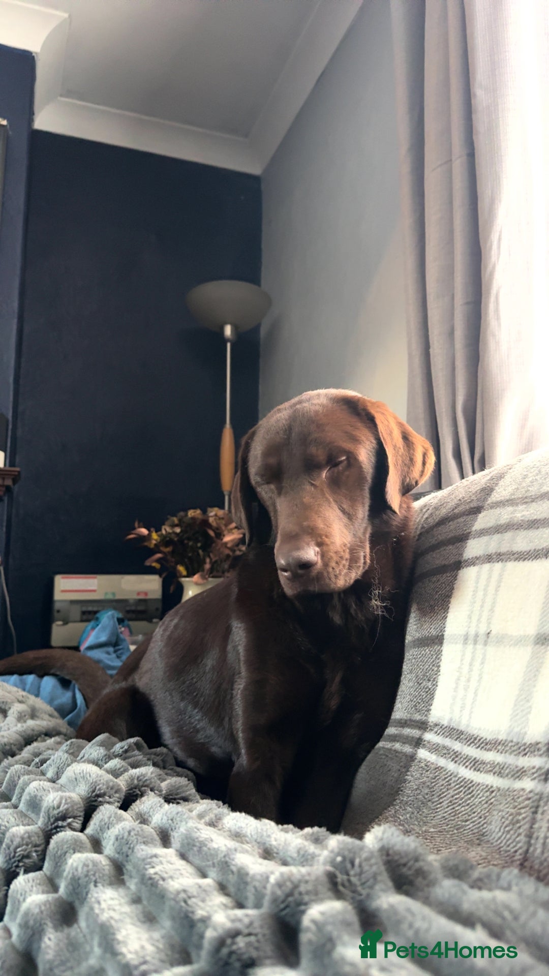 Labrador Retriever dogs for sale: Beautiful 2 year old Chocolate Lab - Image 2
