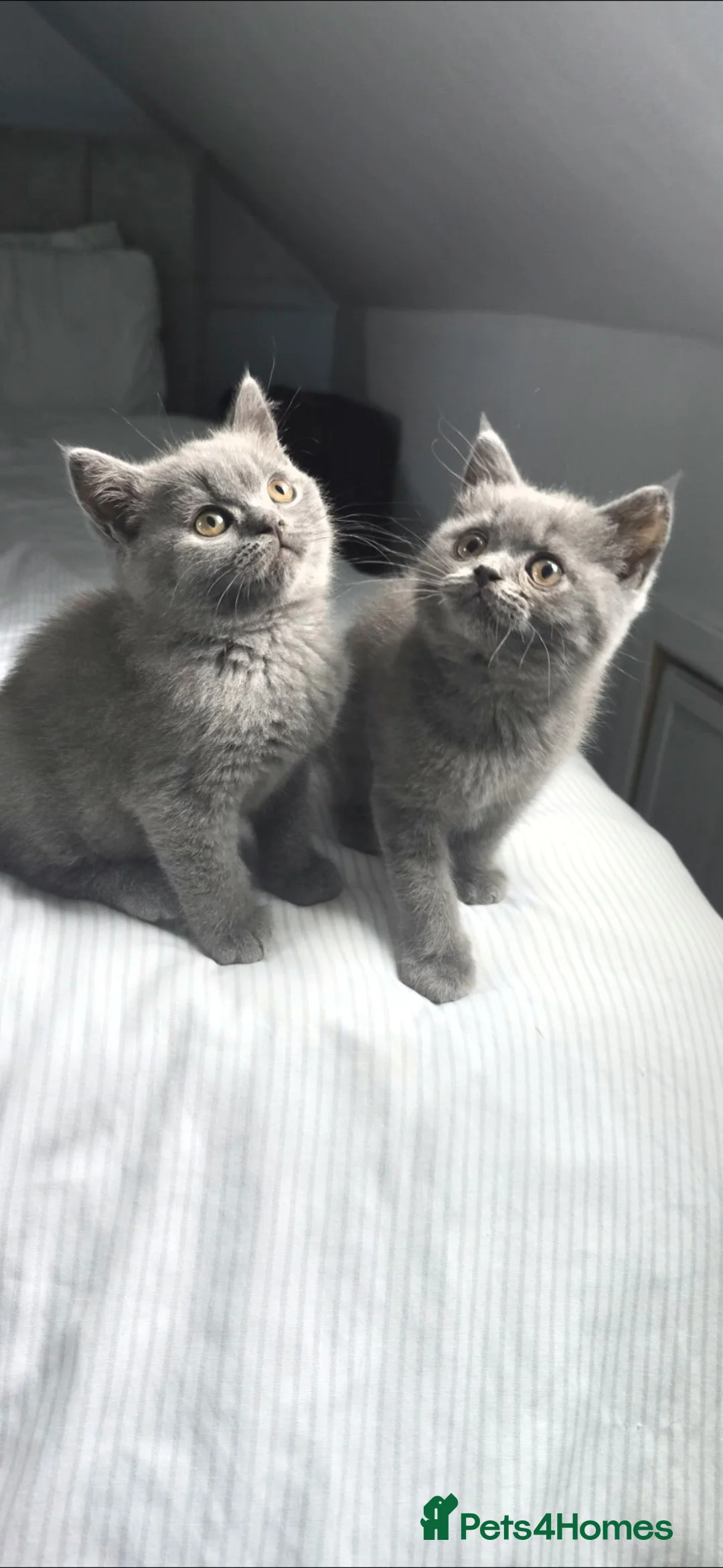 British Shorthair cats for sale:  British  Shorthair  kittens  - Advert 1