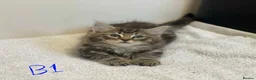 European cats for sale: Beautiful kittens for sale - Advert 3