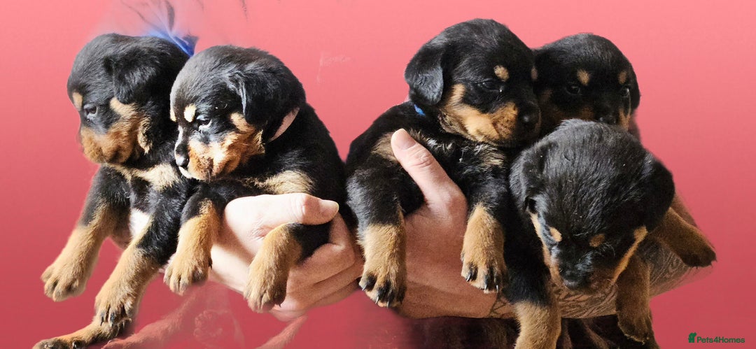 Rottweiler dogs for sale: Absolutely gorgeous rottweiler puppies - Image 3
