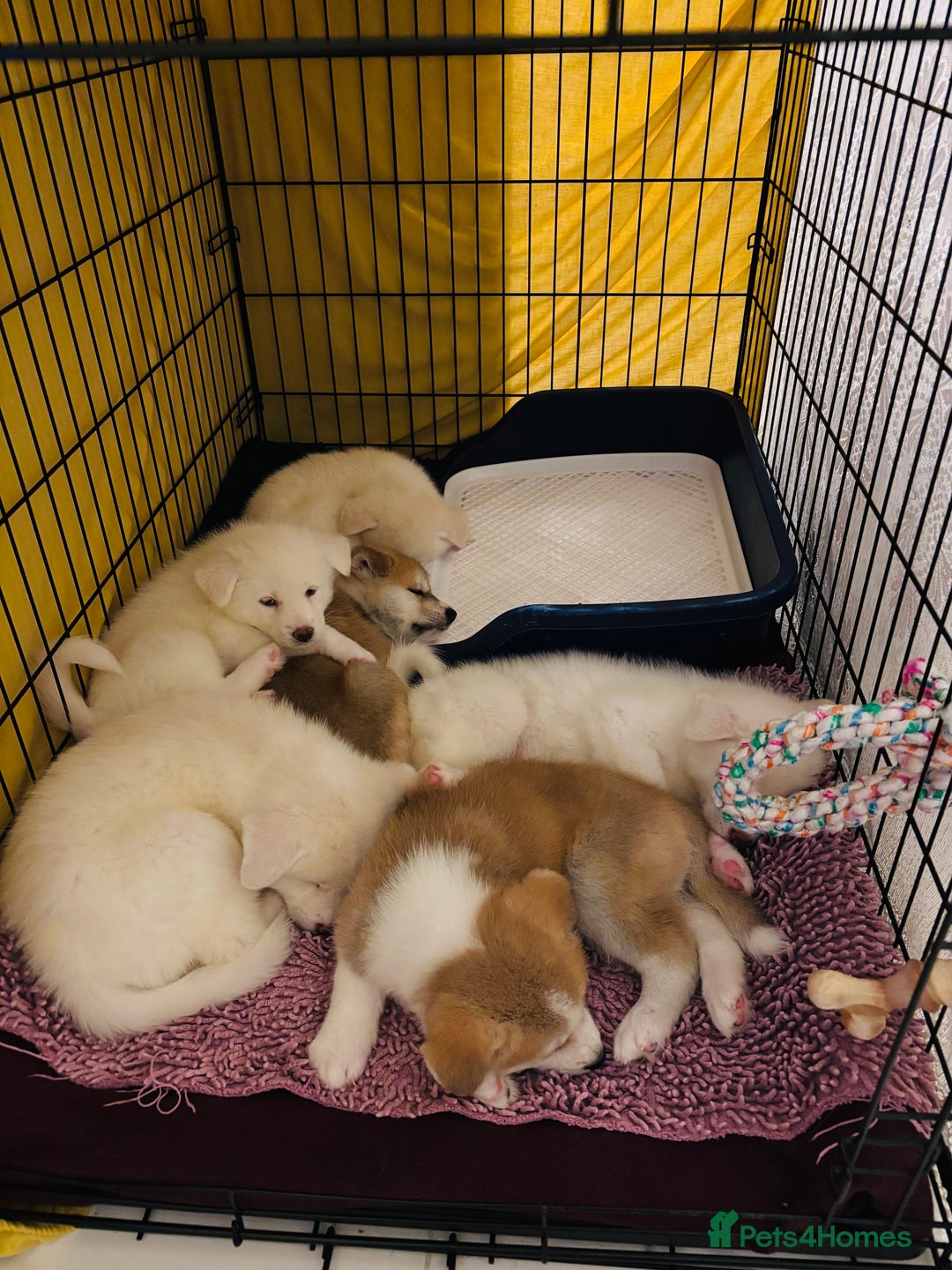Japanese Akita Inu dogs for sale: Mama & Puppies for good homes 💜 - Advert 4