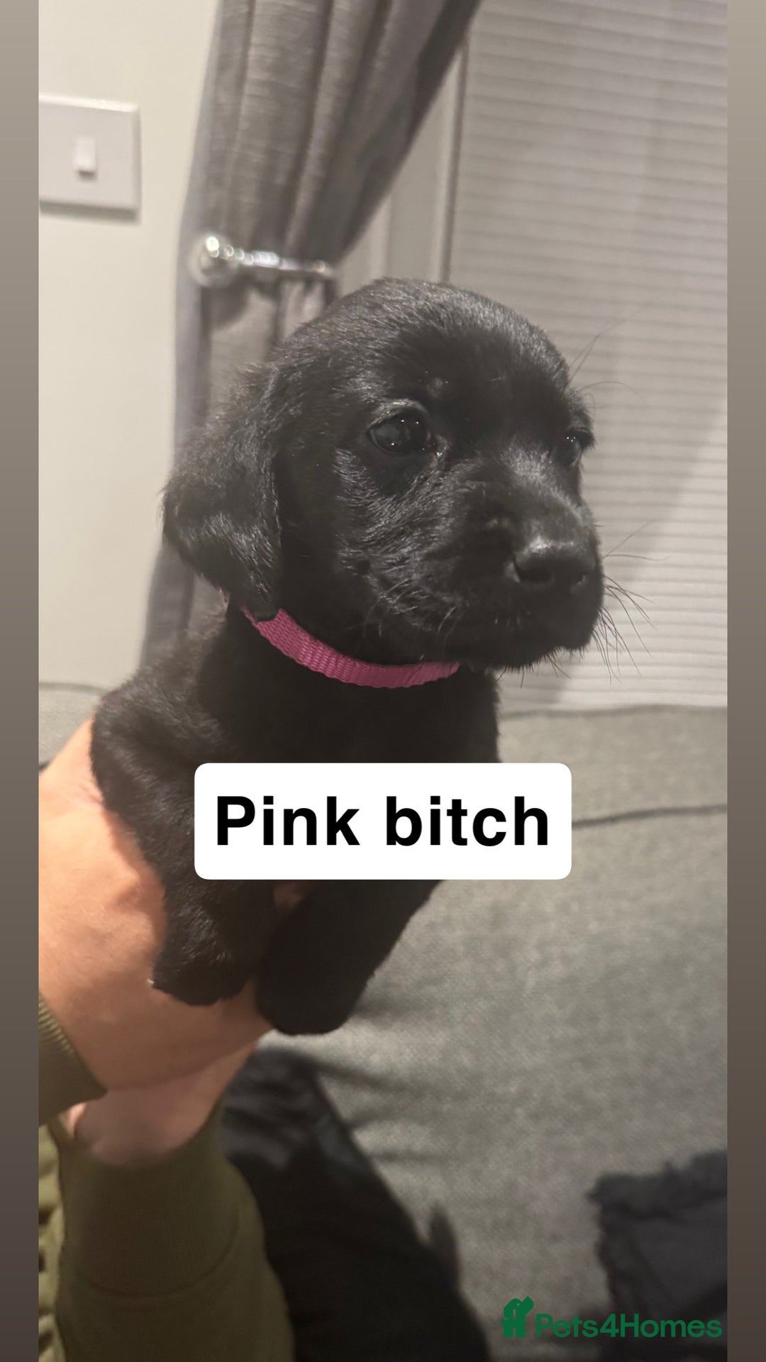 Labrador Retriever dogs for sale: Quality KC registered BLK Labrador Retriever Bitch - Image 5