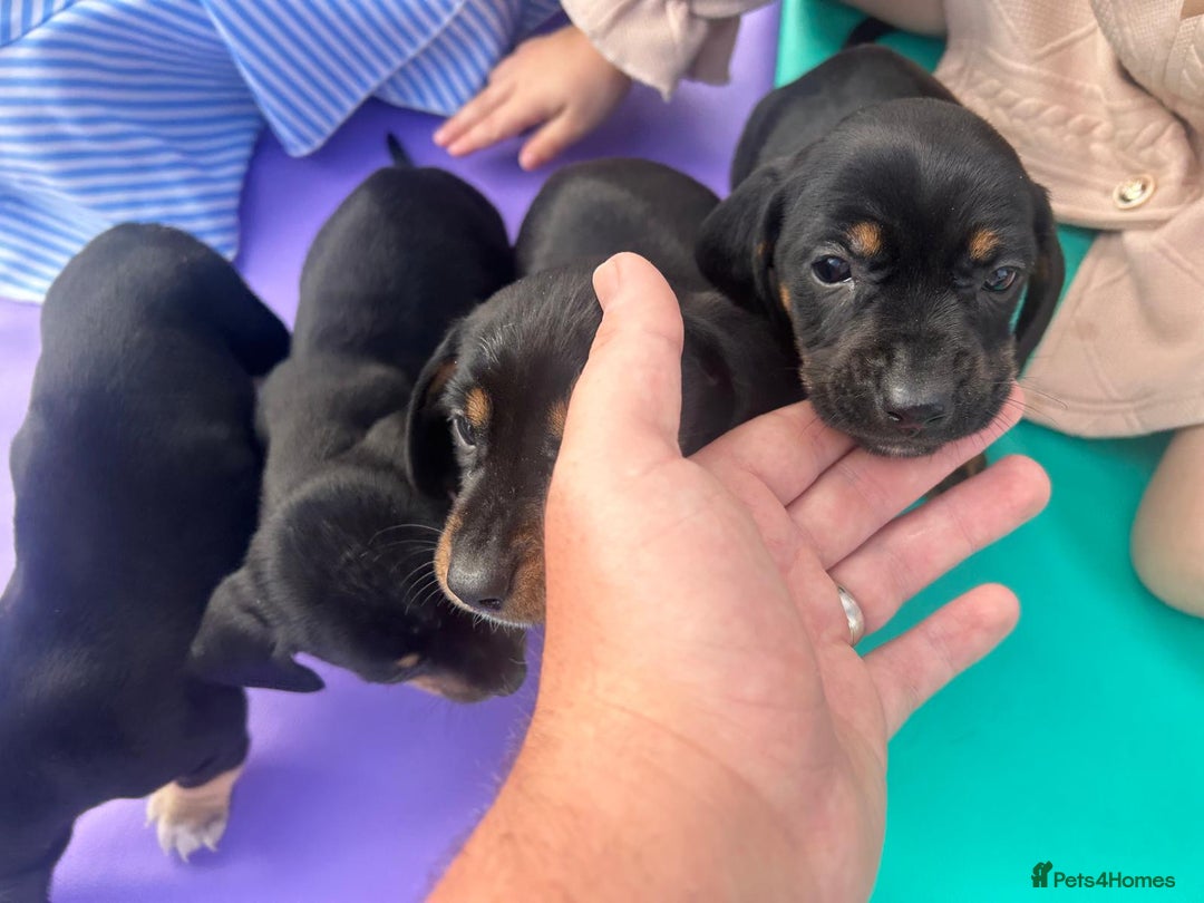 Dachshund dogs for sale: 4 beautiful puppies ready for new forever home!!!! - Image 2