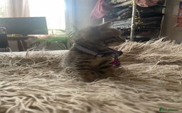 Mixed Breed cats for sale: 7 Half Snow Bengal kittens - Image 15