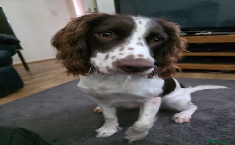 Sprocker dogs Gorgeous Sprocker spaniel girl 7 months old - Advert 1
