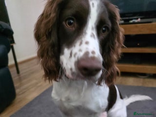 Sprocker dogs for sale: Gorgeous Sprocker spaniel girl 7 months old - Advert 1