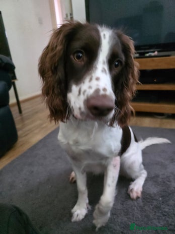 Sprocker dogs Gorgeous Sprocker spaniel girl 7 months old - Advert 1