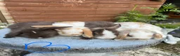 Mini Lop rabbits for sale: Gorgeous mini lops  - Advert 2