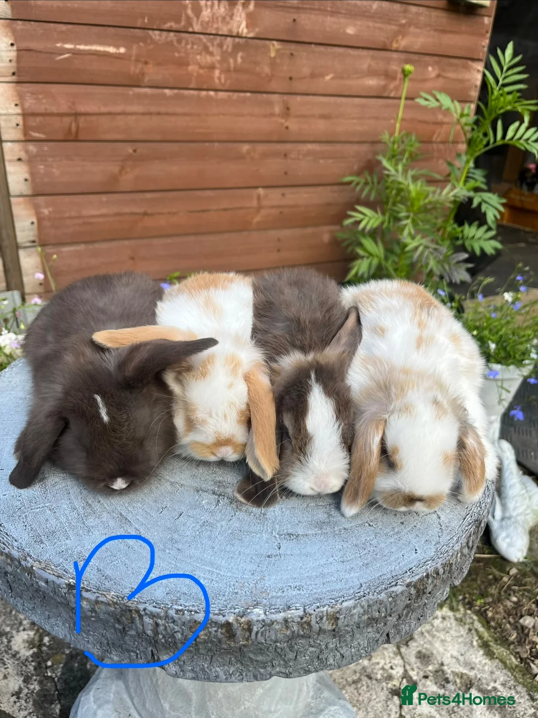 Mini Lop rabbits for sale: Gorgeous mini lops  - Advert 2