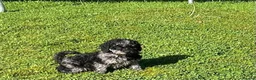 Mixed Breed dogs for sale: Gorgeous poodle puppies - Advert 9