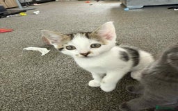 Mixed Breed cats for sale: TWO LEFT! Beautiful kittens ready for 5/10/25 - Image 32