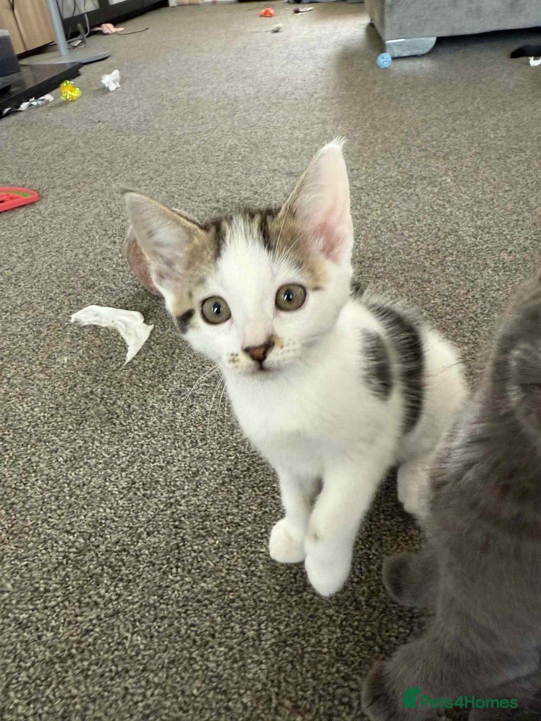 Mixed Breed cats for sale: TWO LEFT! Beautiful kittens ready for 5/10/25 - Image 32