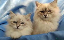 Siberian cats for sale: GCCF Registered Pure Siberian kittens For Sale.   - Image 18