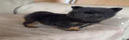 Mixed Breed dogs for sale: Yorkie pom puppies  - Advert 6