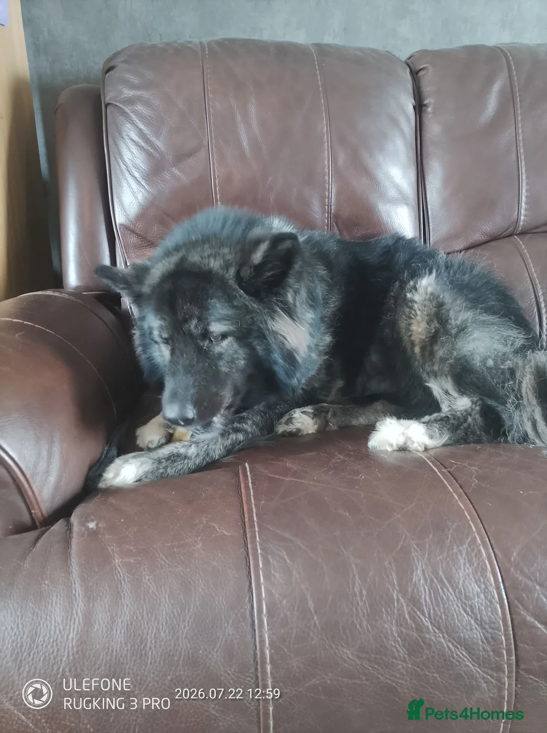 Akita dogs for sale: American Akita's  - Advert 9