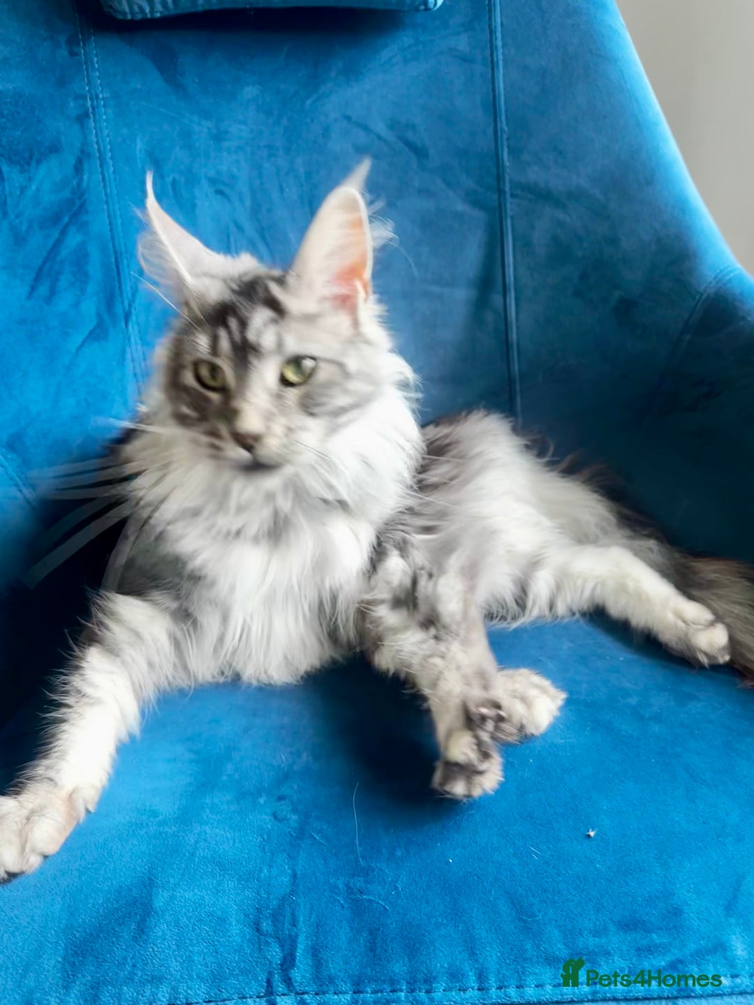 Maine Coon cats for sale: GCCF Registered Maine Coon Full of Affection  - Image 4