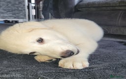 Shepsky dogs for sale: 5 adorable shepskys  - Image 5