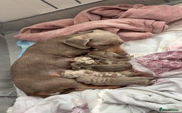 Miniature Dachshund dogs for sale: Miniature Isabella tan dapple/ blue and tan Girls - Image 2