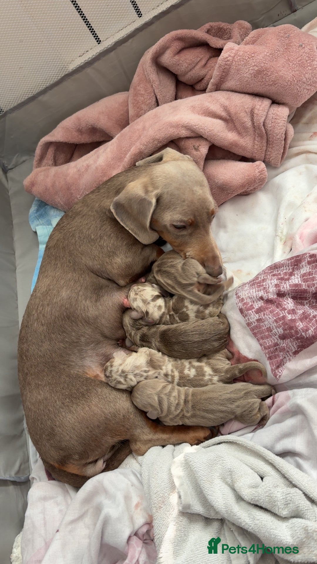 Miniature Dachshund dogs for sale: Miniature Isabella tan dapple/ blue and tan Girls - Image 2