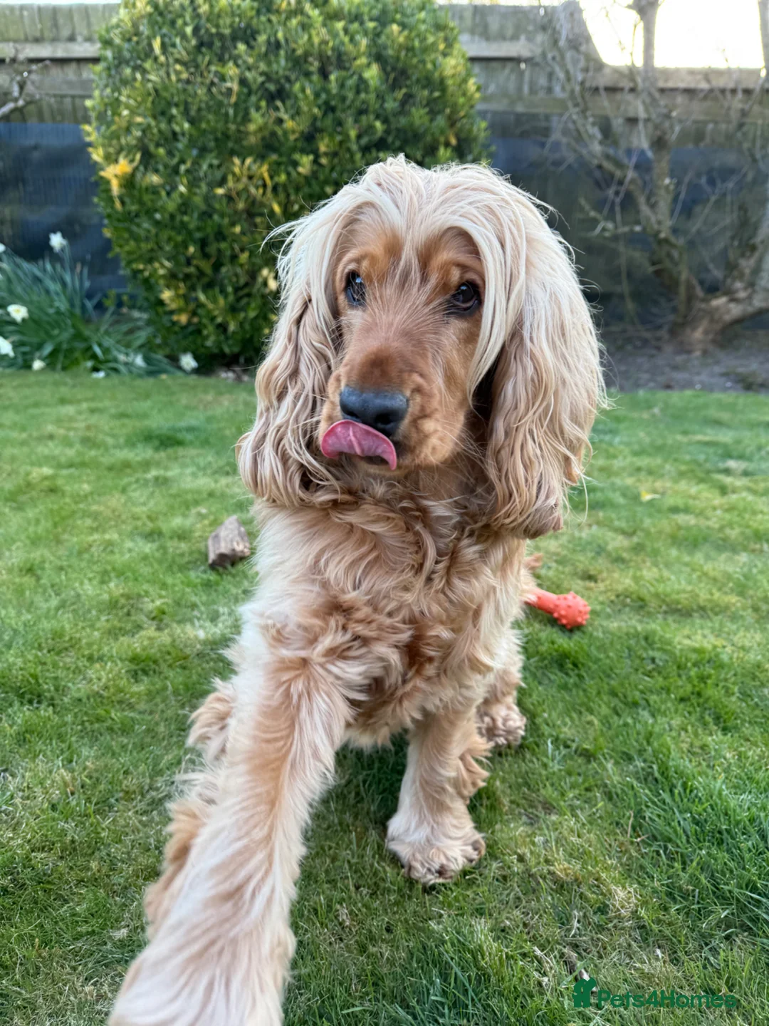 Cocker Spaniel dogs for sale: Stunning KC registered cocker spaniel puppies - Advert 1