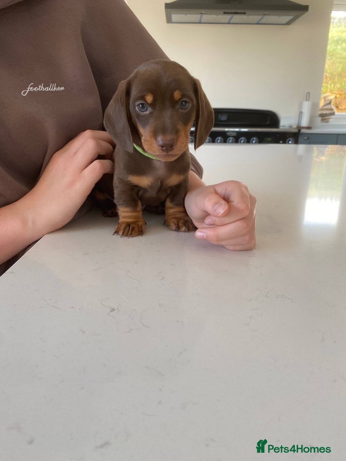 Miniature Dachshund dogs 🐶 last two boys left 🐶  - Advert 2
