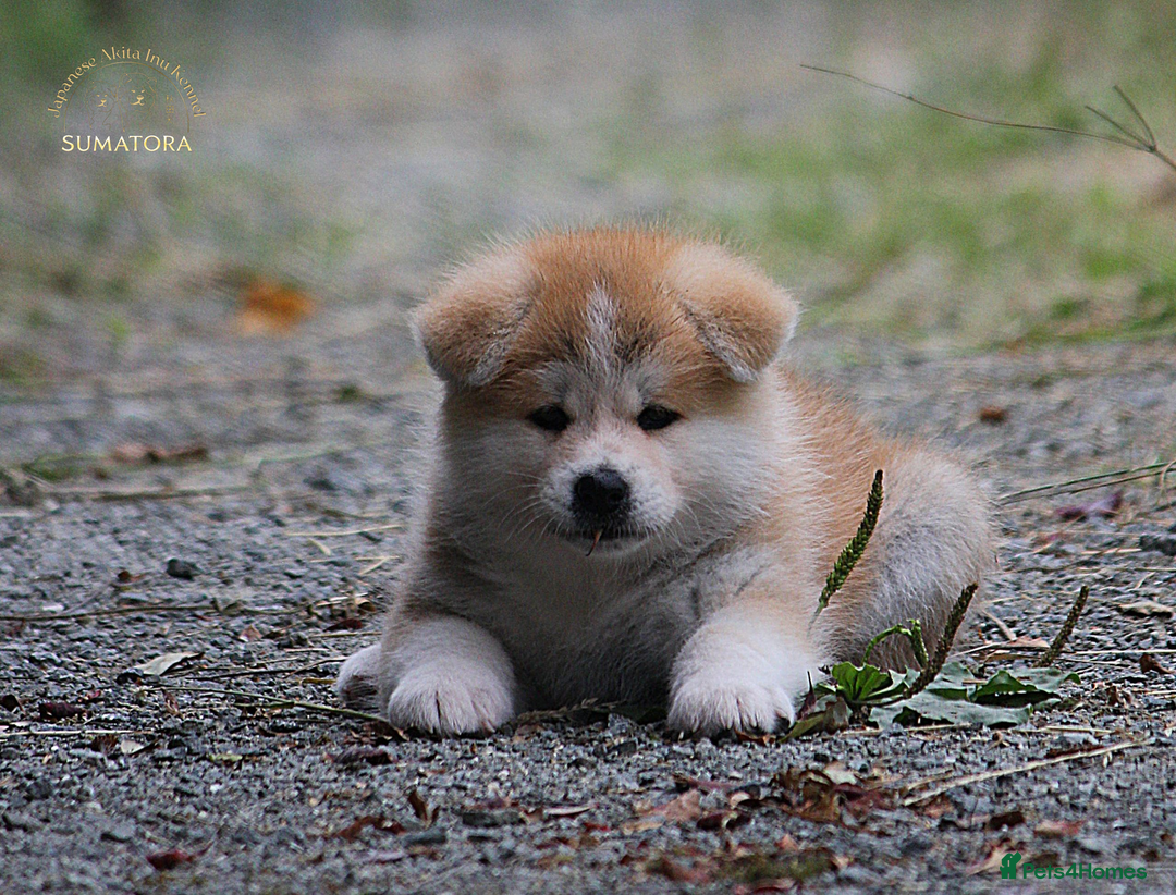 Japanese Akita Inu dogs for sale: ♥OUR PUPPIES ARRIVED♥ in Builth Wells - Image 28