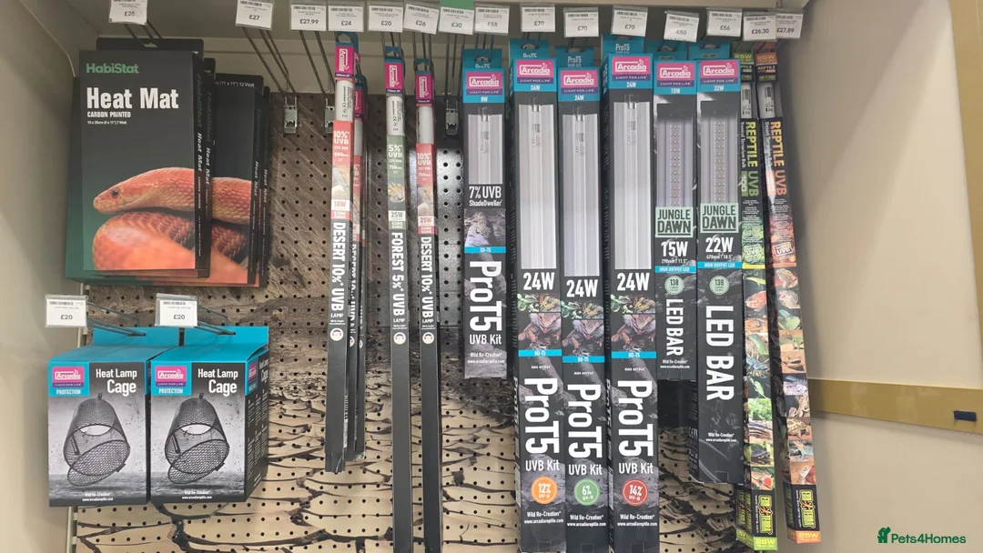 Hermann Tortoise reptiles for sale: Hermann Tortoises  - Advert 5