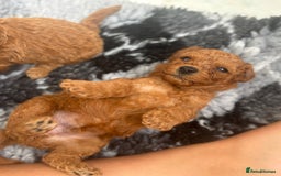 Cavapoo dogs for sale: Fox RED Cavapoo Puppies - Image 22