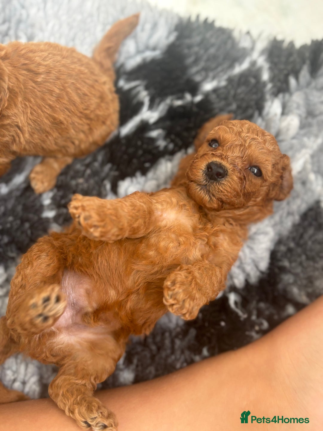 Cavapoo dogs for sale: Fox RED Cavapoo Puppies - Image 22