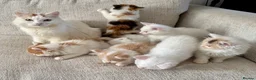 Munchkin cats for sale: Long leg munchkin kittens in Tonbridge - Advert 2