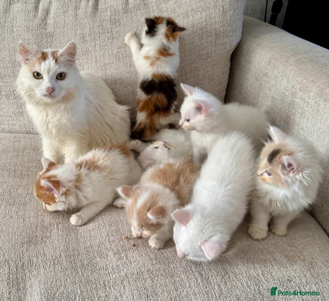 Munchkin cats for sale: Long leg munchkin kittens in Tonbridge - Advert 2
