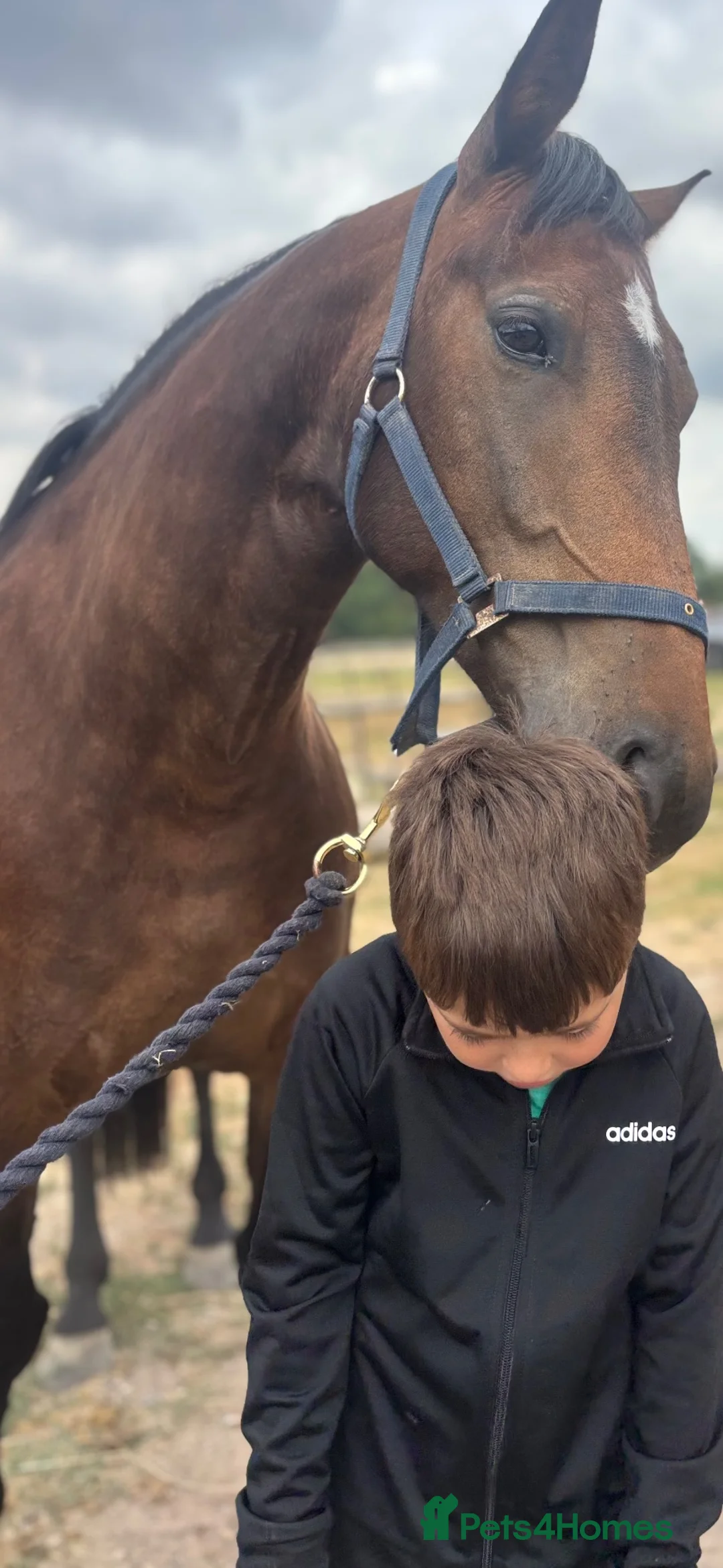 Connemara horses for sale: Safe pc pony / show or cracking alrounder - Advert 23