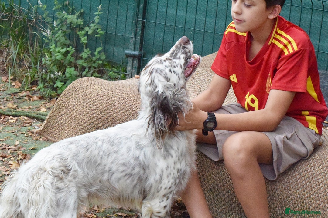 English Setter dogs for adoption: Kira  - Image 3