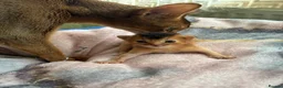 Abyssinian cats for sale: TICA 5* Pedigree Abyssinians  - Advert 7