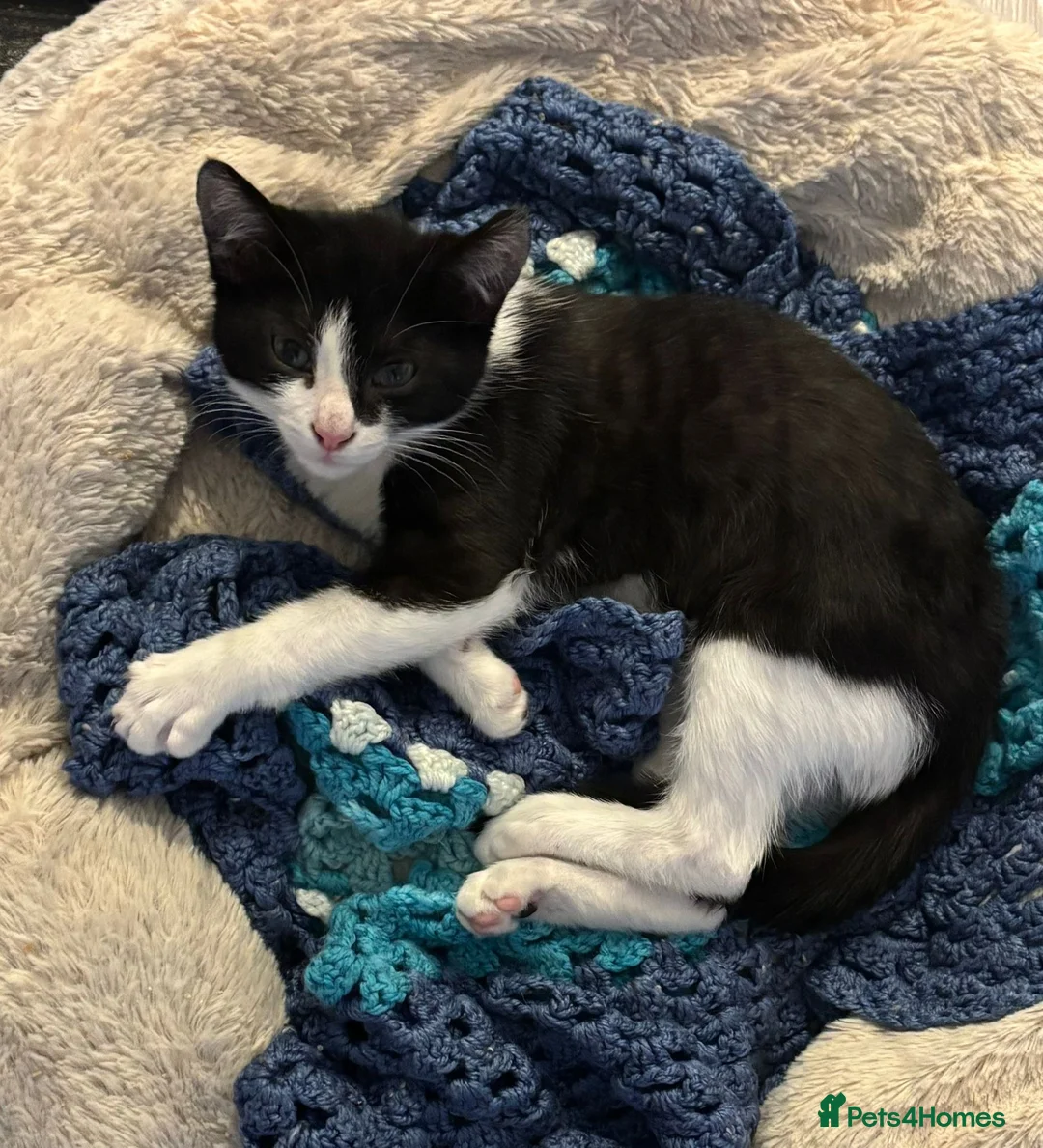 Mixed Breed cats for sale: blue lynx colourpoint siamese x ghost tabby in Dorchester - Advert 2