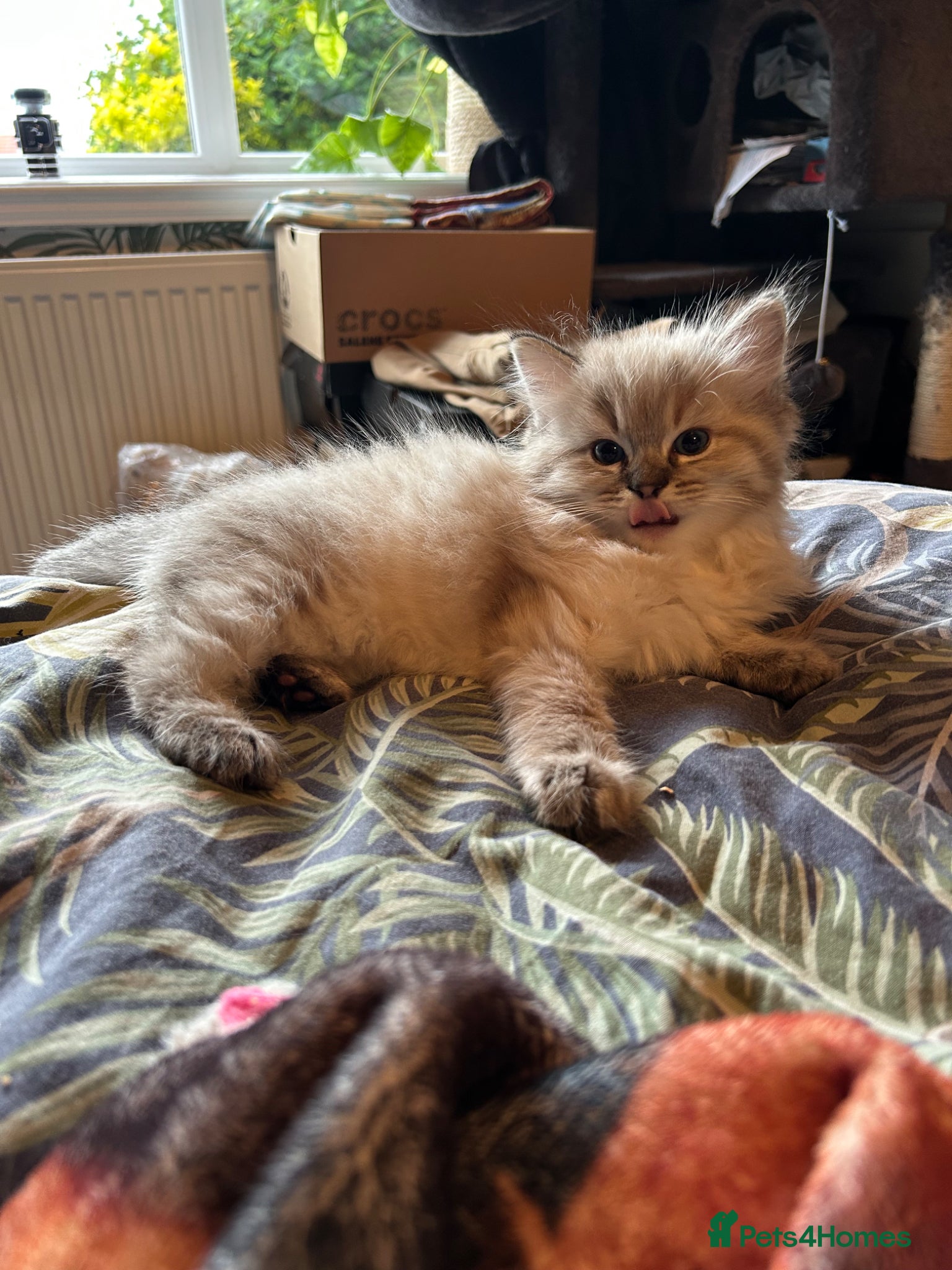 Ragdoll cats 💙Playful Ragdolls purebreed ready to leave 🤎 - Advert 2