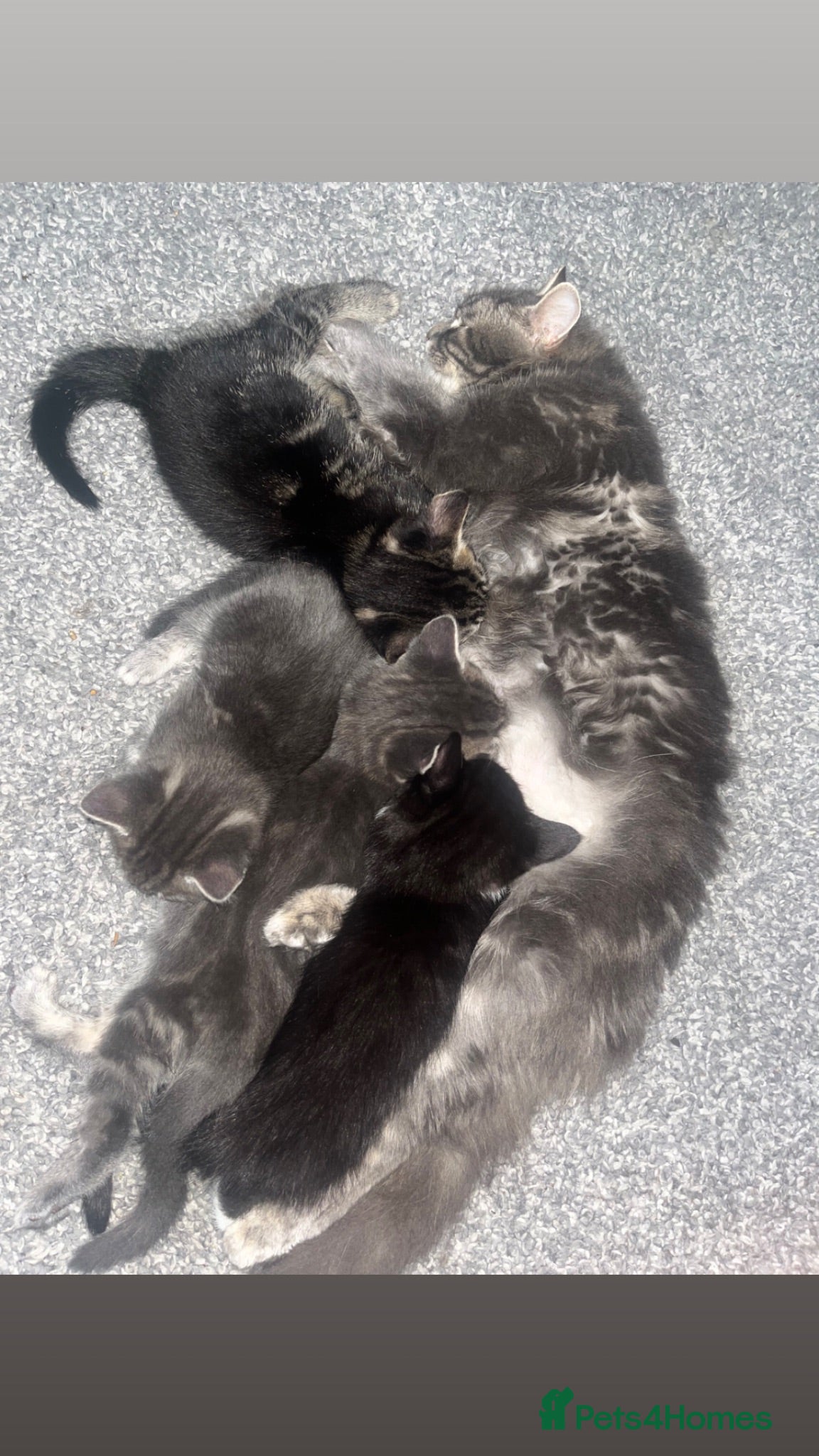 Norwegian Forest Cat cats 4 kitties ready for there new homes 🏠 - Advert 14