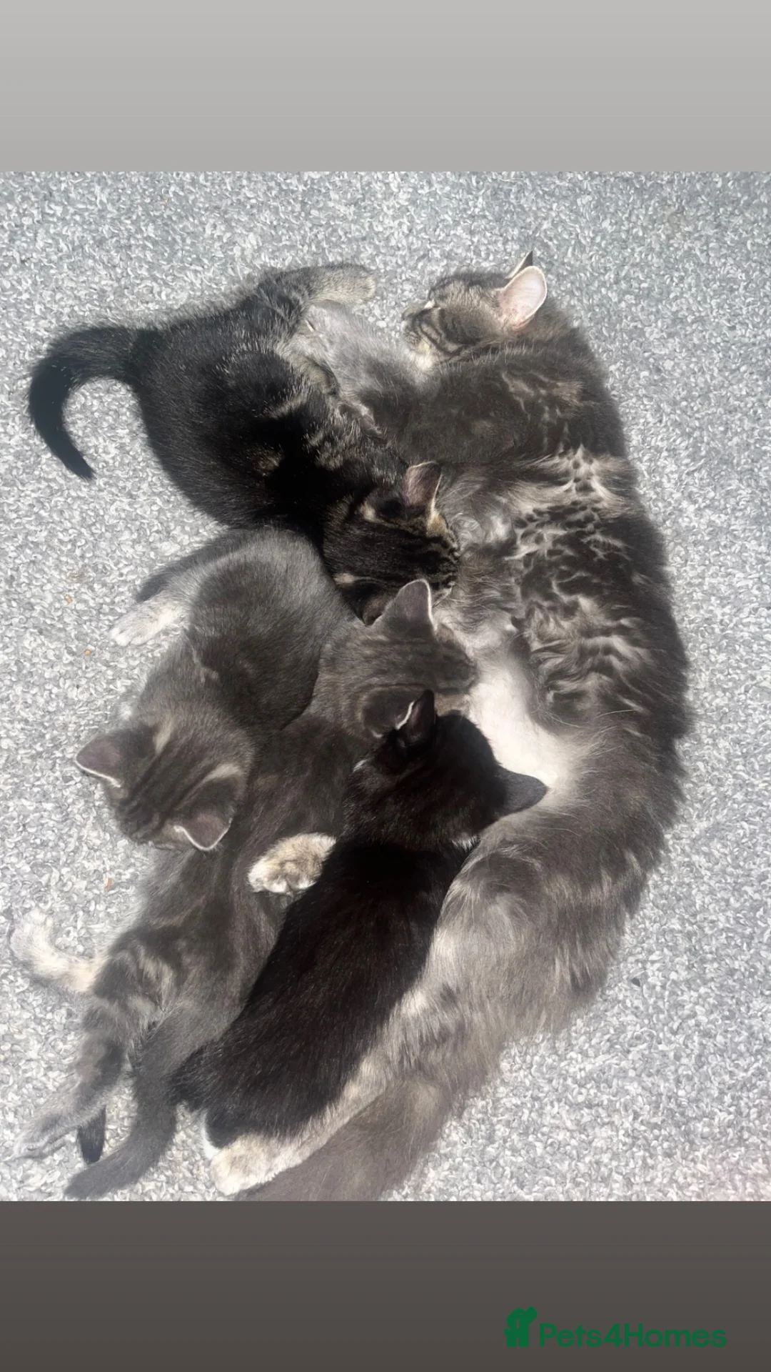 Norwegian Forest Cat cats for sale: 4 kitties ready for there new homes 🏠 - Advert 1