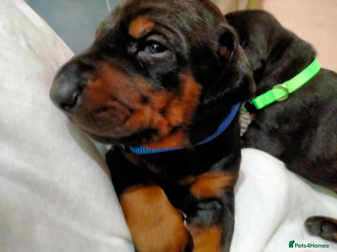 Dobermann dogs for sale: Dobermann puppies - Advert 11