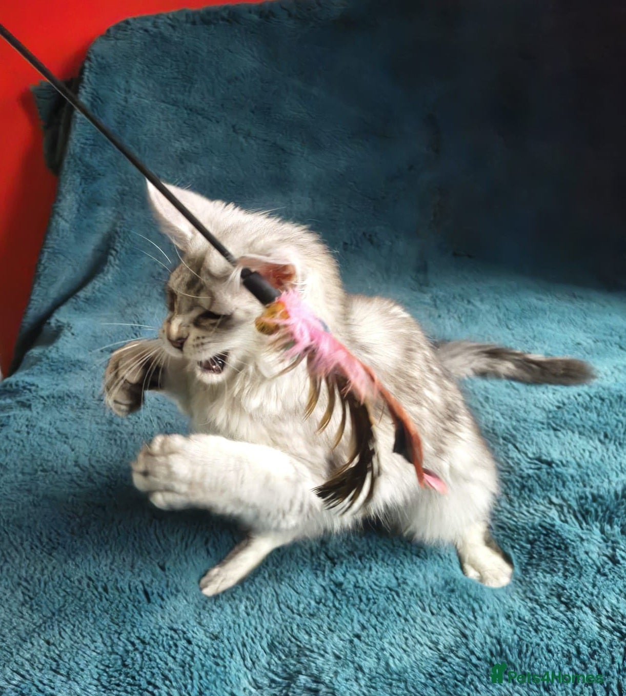 Maine Coon cats Tica Registered Maine Coon Kittens - Advert 6