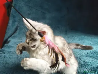 Maine Coon cats Tica Registered Maine Coon Kittens - Advert 6