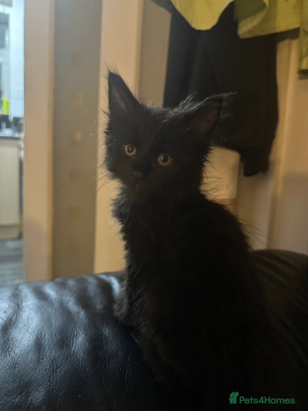 Maine Coon cats for sale: Maincoone kittens  - Advert 6