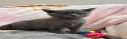 British Shorthair cats for sale: British Shorthair Kittens in Rochester - Advert 7